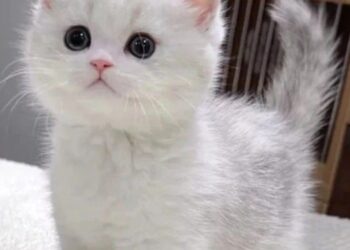 beautiful cat breeds