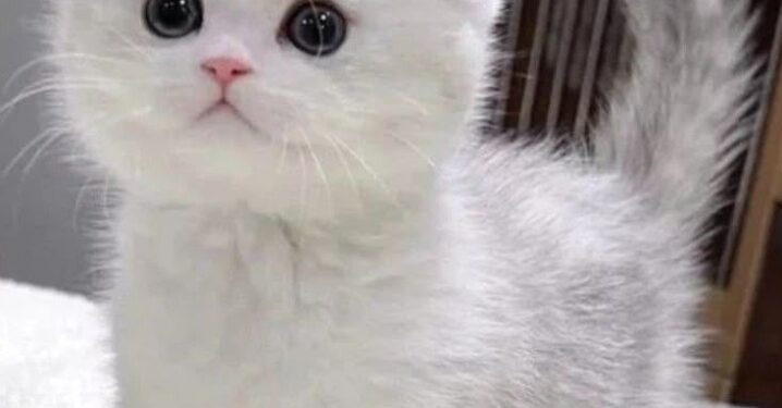 beautiful cat breeds